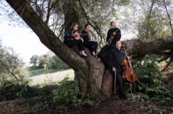 Das Diogenes Quartett spielt das heutige Eröffnungskonzert der 7. Münchner Geigentage. Foto: Vanessa Daly